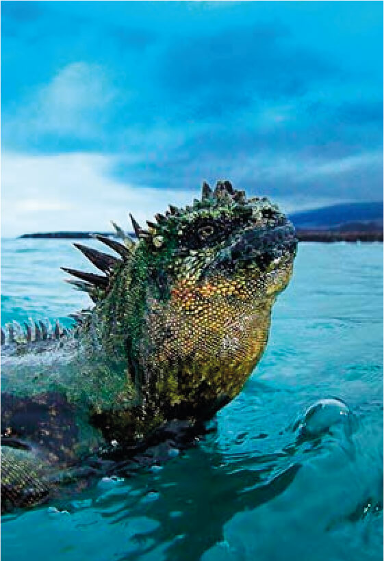 iguana