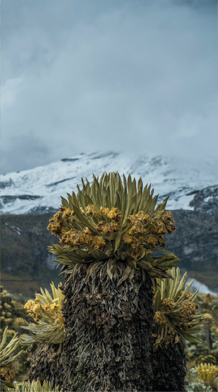 imagen-paramo